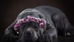意大利卡斯罗犬图片_6