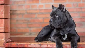 意大利卡斯罗犬图片_7