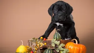 意大利卡斯罗犬图片_9