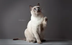 暹罗猫图片_8