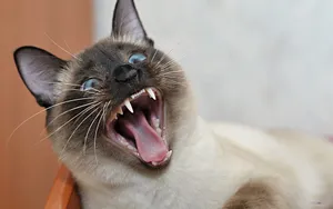 暹罗猫图片_12