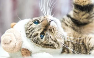 可爱萌猫咪图片_2
