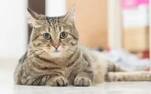 可爱萌猫咪图片_3