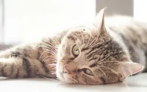 可爱萌猫咪图片_4