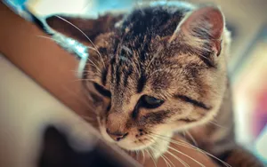 可爱萌猫咪图片_6