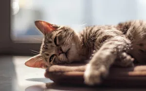 可爱萌猫咪图片_7