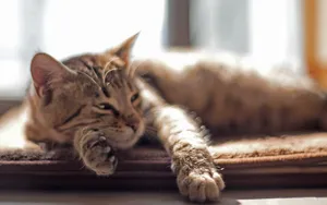 可爱萌猫咪图片_8