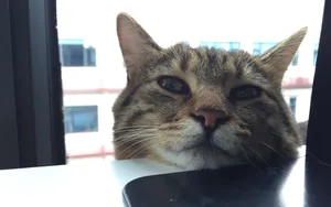 可爱萌猫咪图片_9