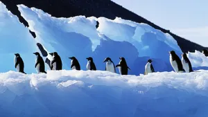 南极企鹅图片_7