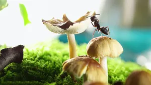 蚂蚁高清图片_4