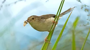 纯色山鹪莺图片_9