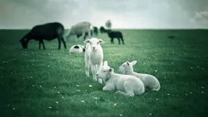 温柔的绵羊图片_3