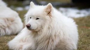 萨摩耶犬图片_10