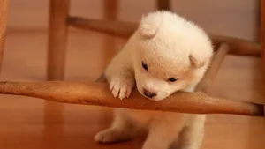 萨摩耶犬图片_11