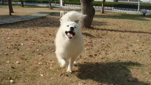 萨摩耶犬图片_12