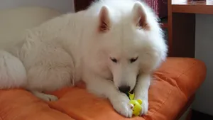 萨摩耶犬图片_13