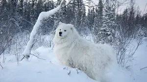 萨摩耶犬图片_14