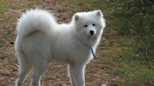 萨摩耶犬图片_15