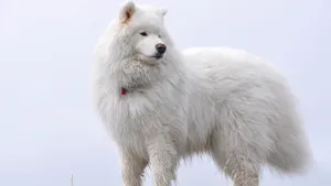 萨摩耶犬图片_16