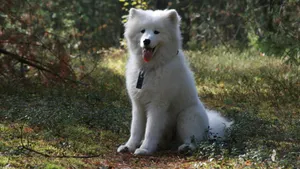 萨摩耶犬图片_17
