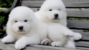 萨摩耶犬图片_18