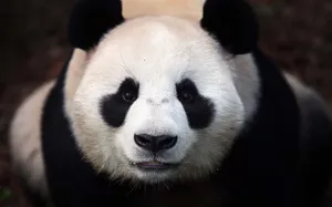 大熊猫图片_3