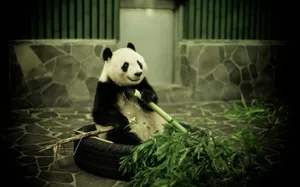 大熊猫图片_4