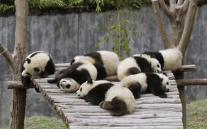 大熊猫图片_5