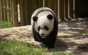 大熊猫图片_8