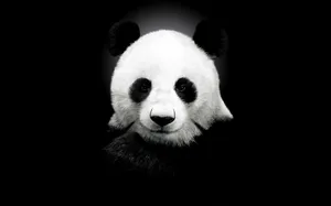 大熊猫图片_10