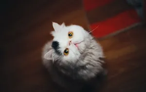 可爱喵星人图片壁纸_6