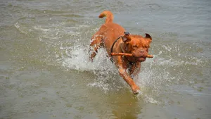 训练波尔多犬图片_3