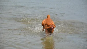 训练波尔多犬图片_5