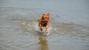 训练波尔多犬图片_6