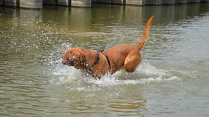 训练波尔多犬图片_7