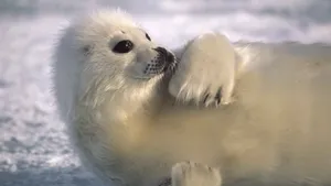 海豹图片壁纸_2
