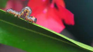 毛毛虫图片_5