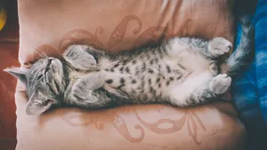 睡梦中的小猫图片_2