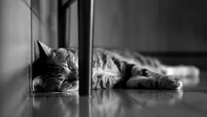 睡梦中的小猫图片_3