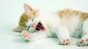 睡梦中的小猫图片_5