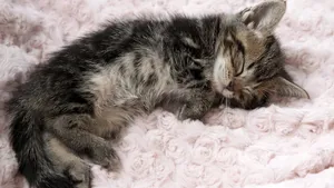 睡梦中的小猫图片_6