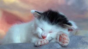 睡梦中的小猫图片_7