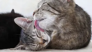 睡梦中的小猫图片_9