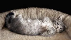 睡梦中的小猫图片_10