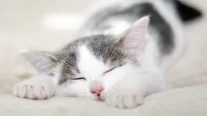 睡梦中的小猫图片_11