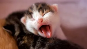 睡梦中的小猫图片_14