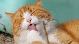 可爱萌萌的小猫咪图片_2