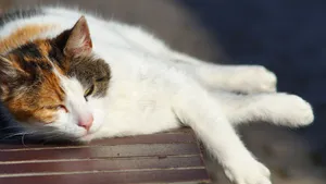 可爱萌萌的小猫咪图片_3
