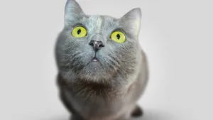 可爱萌萌的小猫咪图片_4