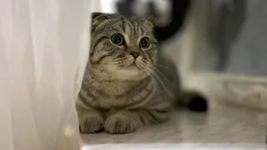 可爱萌萌的小猫咪图片_5